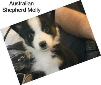 Australian Shepherd Molly