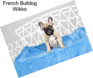 French Bulldog Wikko