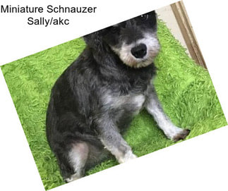 Miniature Schnauzer Sally/akc