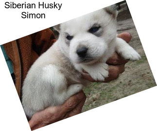 Siberian Husky Simon