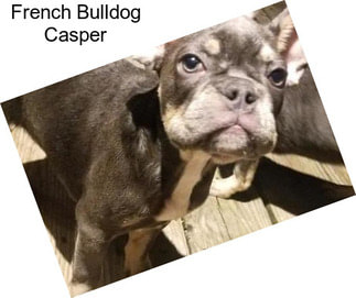 French Bulldog Casper