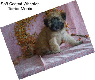 Soft Coated Wheaten Terrier Morris