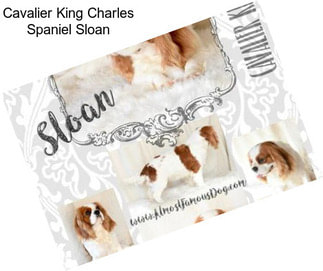 Cavalier King Charles Spaniel Sloan