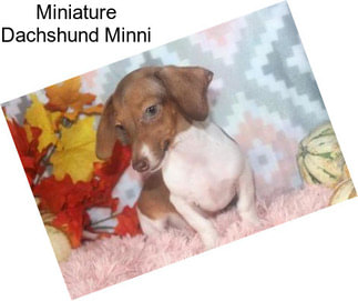 Miniature Dachshund Minni