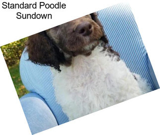 Standard Poodle Sundown