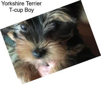 Yorkshire Terrier T-cup Boy