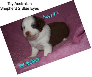 Toy Australian Shepherd 2 Blue Eyes