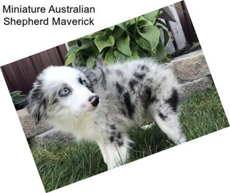 Miniature Australian Shepherd Maverick