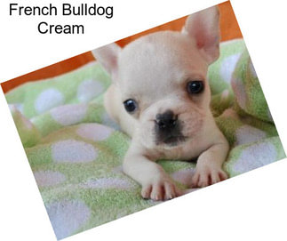 French Bulldog Cream