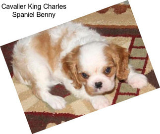 Cavalier King Charles Spaniel Benny