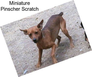 Miniature Pinscher Scratch