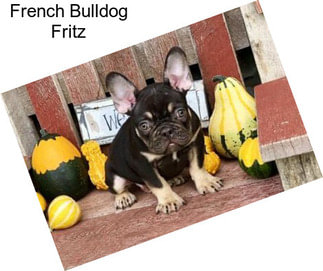 French Bulldog Fritz