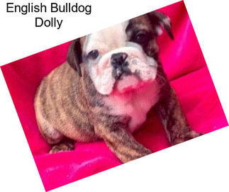 English Bulldog Dolly