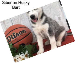 Siberian Husky Bart