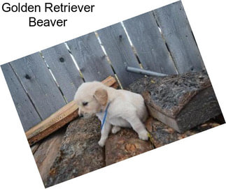 Golden Retriever Beaver