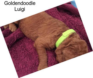 Goldendoodle Luigi