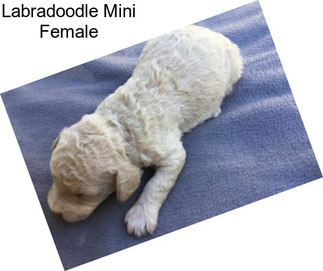 Labradoodle Mini Female