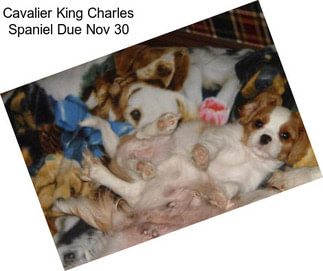 Cavalier King Charles Spaniel Due Nov 30
