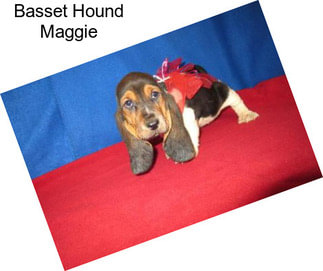 Basset Hound Maggie