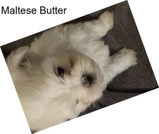 Maltese Butter