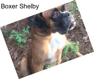Boxer Shelby