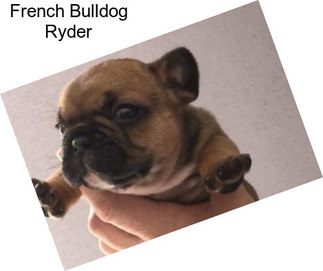 French Bulldog Ryder