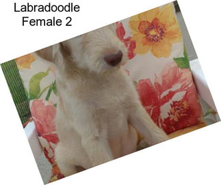 Labradoodle Female 2