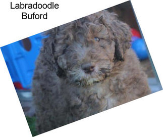 Labradoodle Buford
