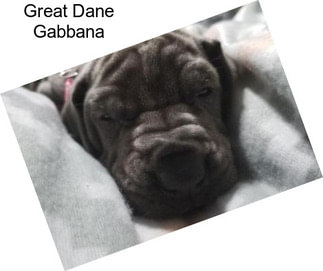 Great Dane Gabbana