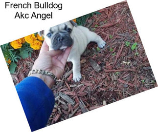 French Bulldog Akc Angel
