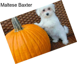 Maltese Baxter