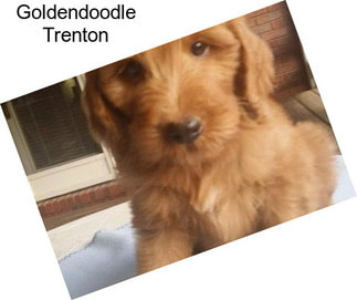 Goldendoodle Trenton