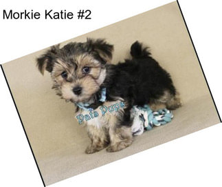 Morkie Katie #2