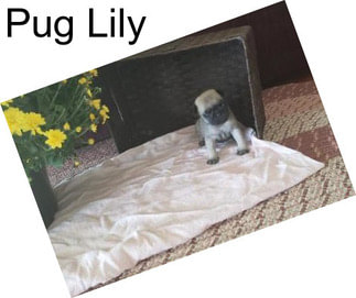 Pug Lily