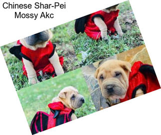 Chinese Shar-Pei Mossy Akc