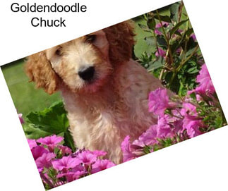 Goldendoodle Chuck