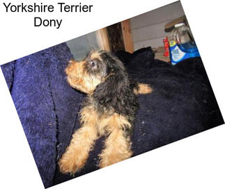 Yorkshire Terrier Dony