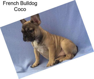 French Bulldog Coco