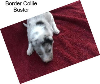 Border Collie Buster
