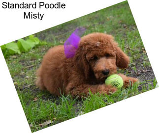 Standard Poodle Misty