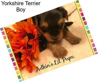 Yorkshire Terrier Boy