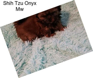 Shih Tzu Onyx Mw