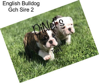 English Bulldog Gch Sire 2