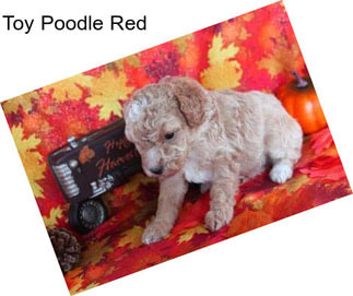 Toy Poodle Red