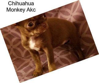 Chihuahua Monkey Akc