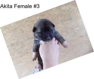 Akita Female #3