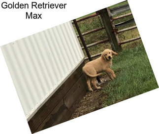 Golden Retriever Max