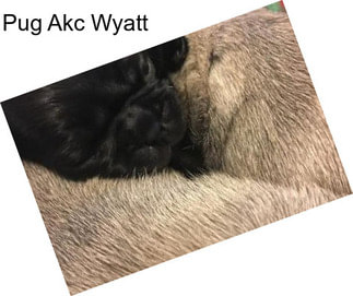 Pug Akc Wyatt