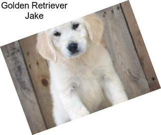 Golden Retriever Jake