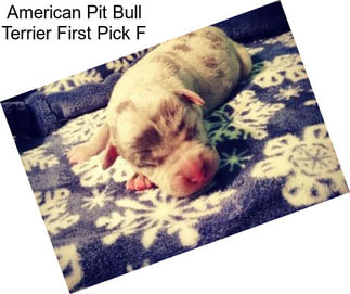 American Pit Bull Terrier First Pick F